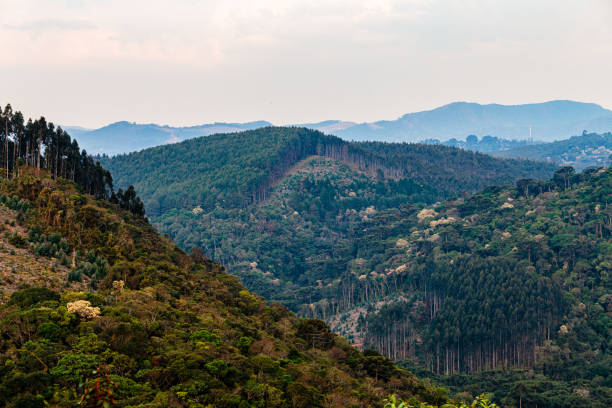 istock Lush Forested Hills of Monte Verde, Brazil 2194756616