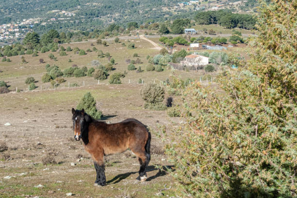 istock Brown and black horse 2194756810
