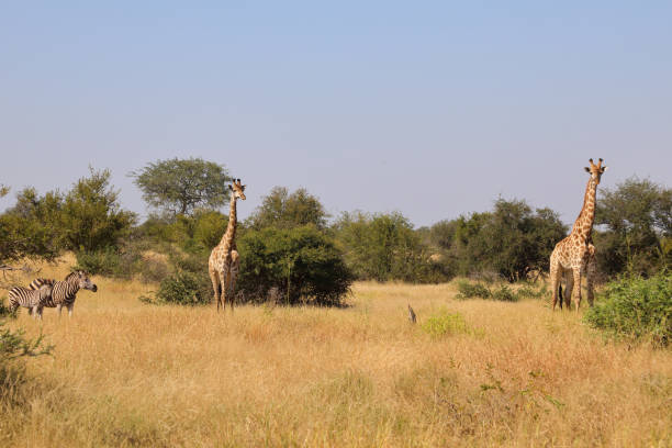 istock Giraffe und Steppenzebra / Giraffe and Burchell's zebra / Giraffa camelopardalis et Equus burchellii 2194756980