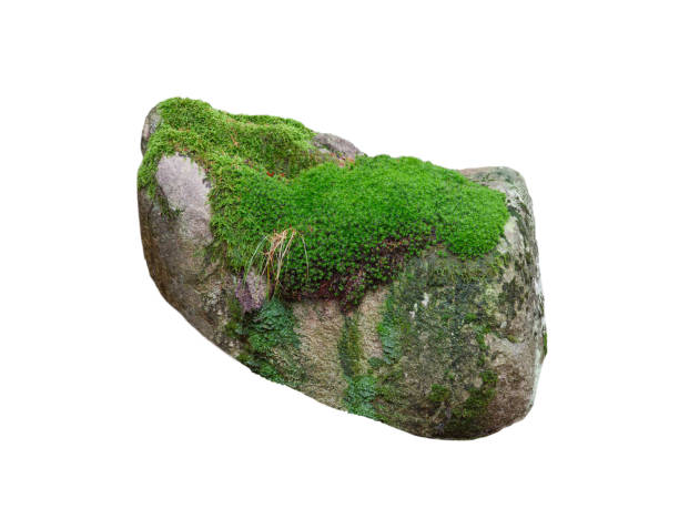 istock wet stone overgrown with moss isolated on white background 2194757727
