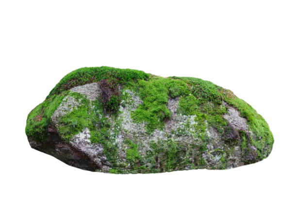 istock wet stone overgrown with moss isolated on white background 2194757737
