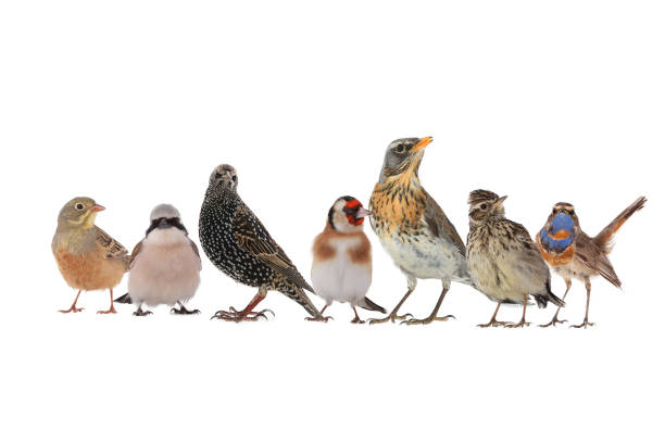 group of birds isolated on white background
