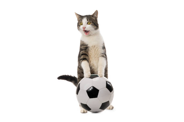 cat standing on hind legs with soccer ball isolated on white background