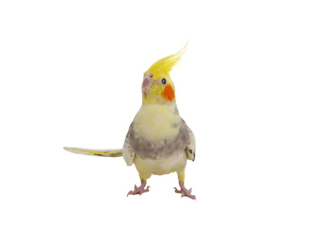 istock cockatiel  parrot isolated on a white background 2194757765