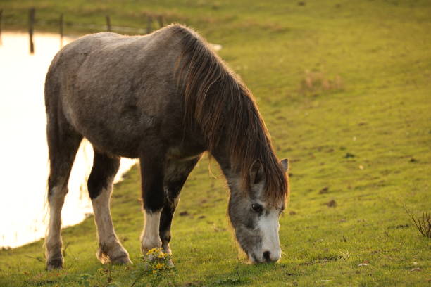 Small single pony grazing grassy meadow on shore of lake