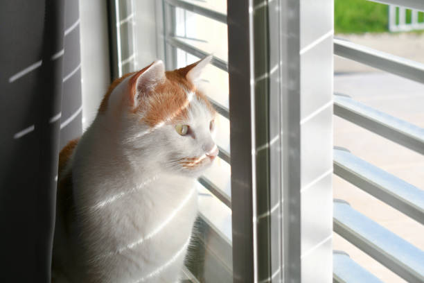 istock Cat looking out window. Happy ginger and white cat. 2194759656
