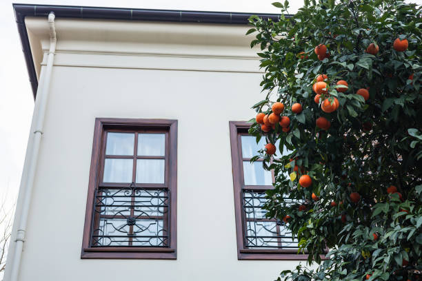Orange tree with ripe fruit next to cream-colored building with dark windows.