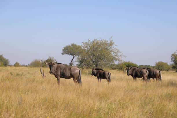 istock Streifengnu / Blue wildebeest / Connochaetes taurinus 2194761356