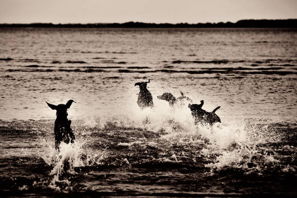 four Weimaraners running into the ocean waves and splashing at the beach