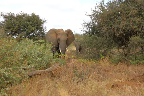 istock Afrikanischer Elefant / African elephant / Loxodonta africana 2194761625