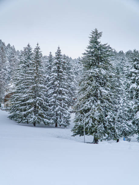 sunny winter day with clear blue sky in alpine mountains with powder snow and much snow on trees