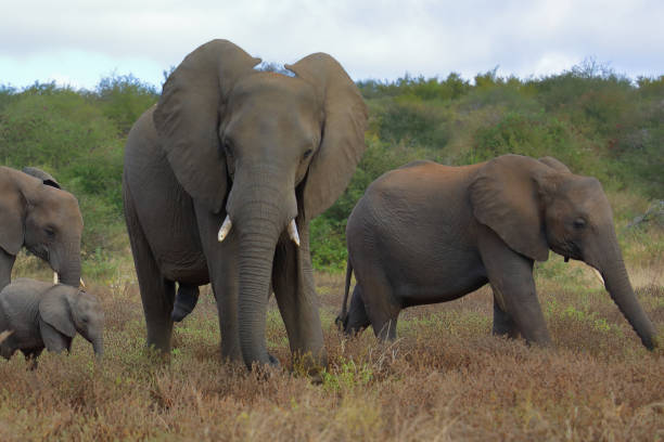 istock Afrikanischer Elefant / African elephant / Loxodonta africana 2194761774