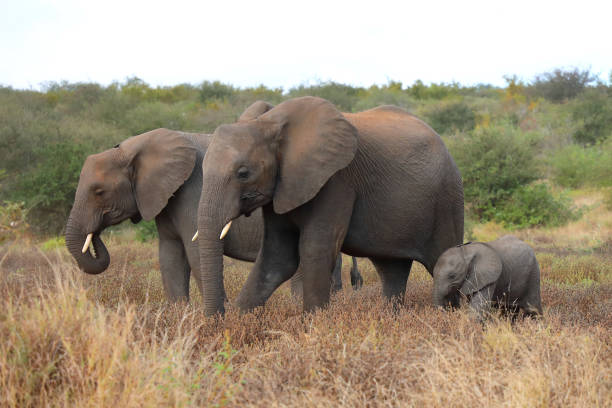 istock Afrikanischer Elefant / African elephant / Loxodonta africana 2194761908