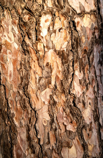 bark of a pine tree close-up on a sunny day. its entire structure is visible. bark of a tree of a warm shade, with a brown shade. voluminous photo due to different lighting. photo taken vertically