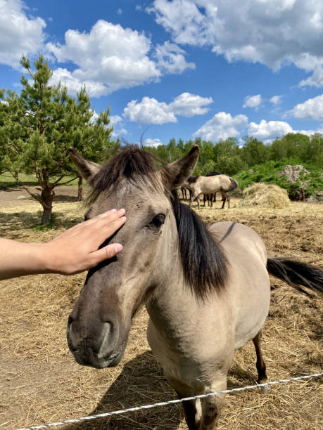 Hand Stroking a Brown Horse
