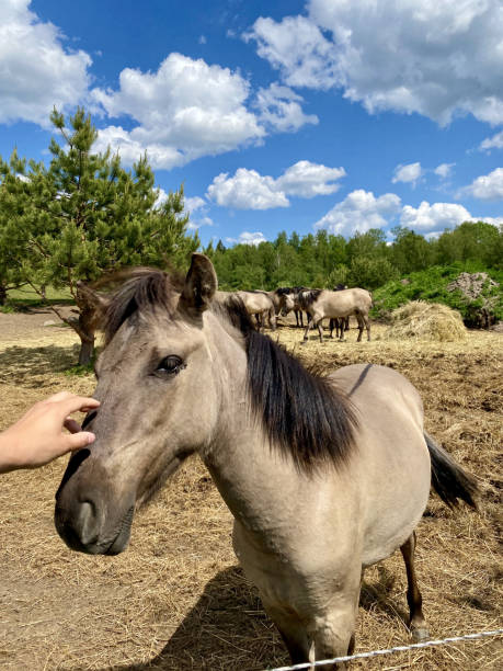 istock Hand Stroking a Brown Horse 2194762925