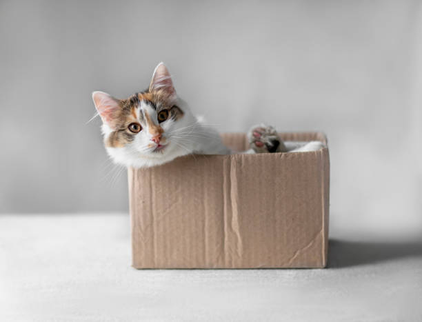 istock cute fluffy cat looks out of a cardboard box sticking out his curious muzzle and paws 2194763436