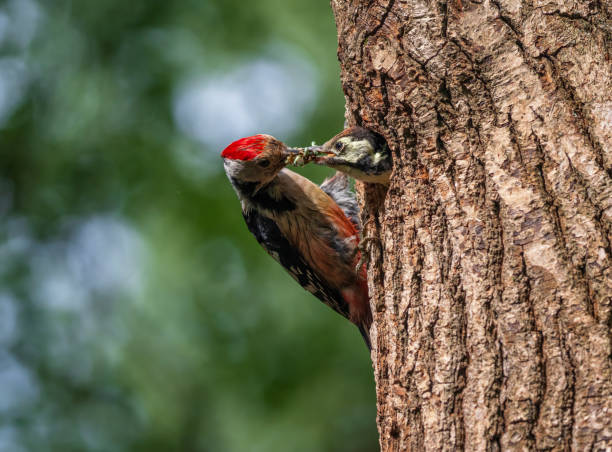istock bird Great Spotted Woodpecker feeding chick bringing insects in beak to tree hollow in spring park 2194763445