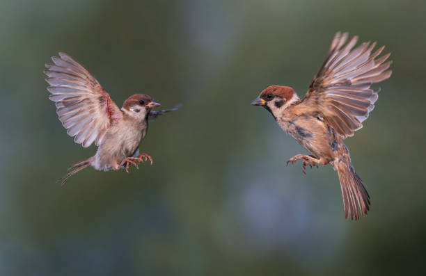 istock sparrows flying in the garden with spread wings and feathers 2194763664