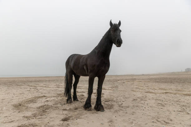 Pet horse on the beach