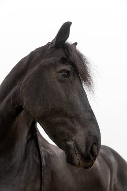 istock Pet horse on the beach 2194765712