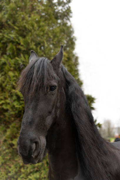 Pet horse in the countryside