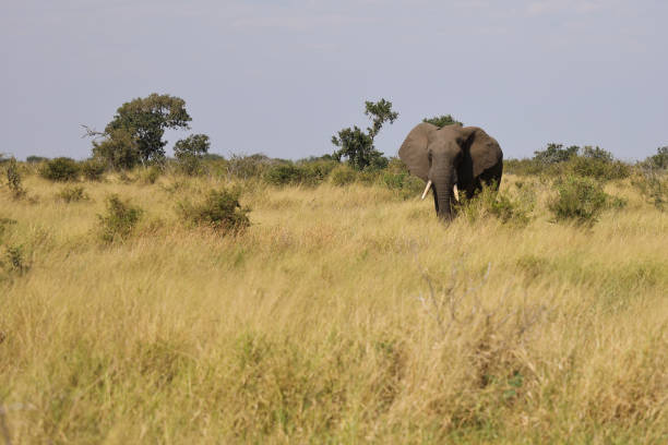 Afrikanischer Elefant / African elephant / Loxodonta africana