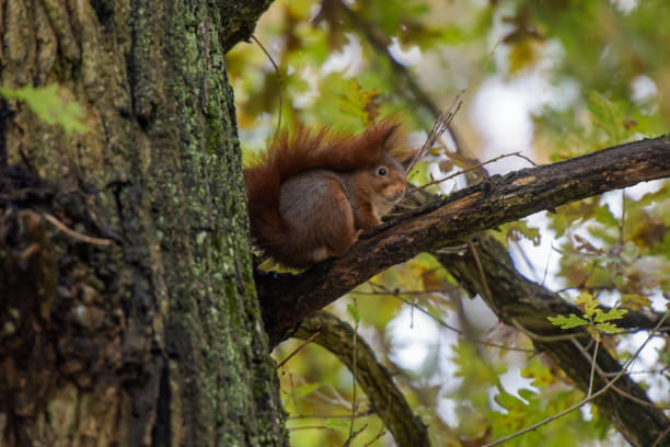 istock view of a red squirrel on a park 2194765996