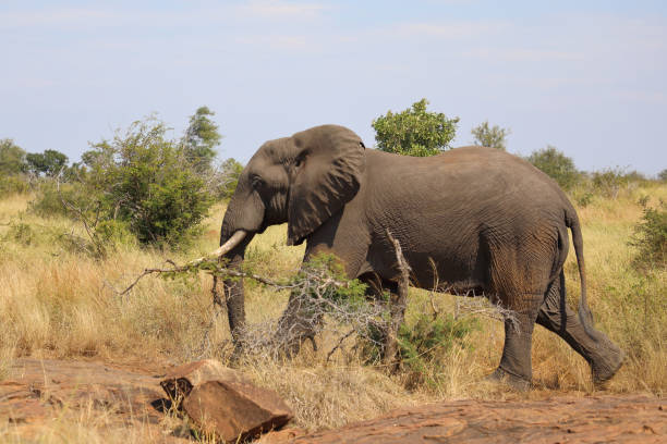 istock Afrikanischer Elefant / African elephant / Loxodonta africana 2194766039