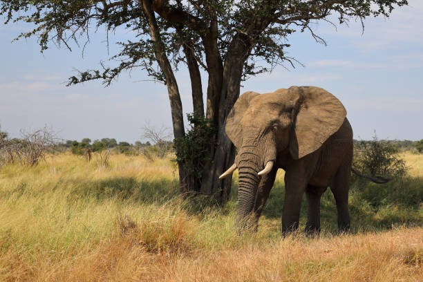 istock Afrikanischer Elefant / African elephant / Loxodonta africana 2194766105