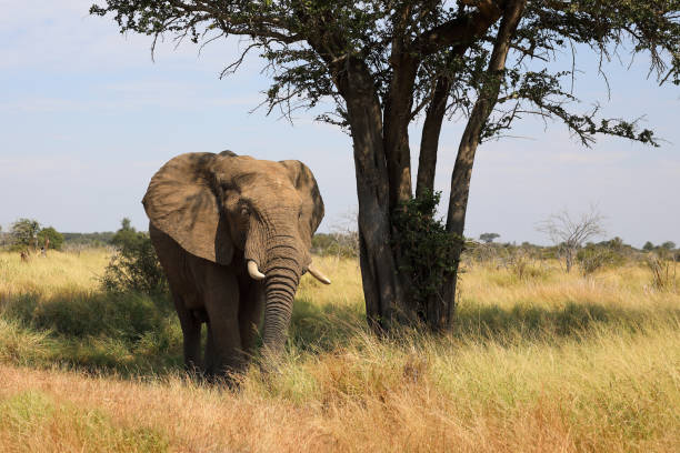 istock Afrikanischer Elefant / African elephant / Loxodonta africana 2194766147