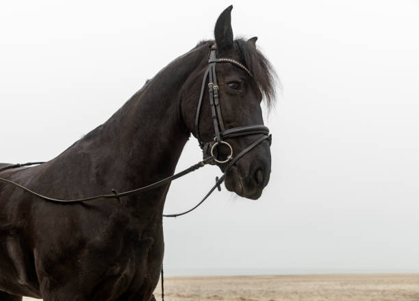 istock Pet horse on the beach 2194766174