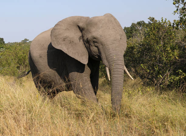 istock Afrikanischer Elefant / African elephant / Loxodonta africana 2194766559