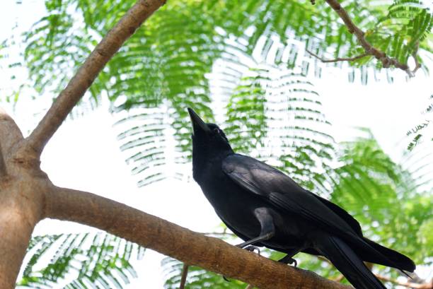 istock A black crow sitting on a tree branch on white isolated and blurred green nature background 2194766836