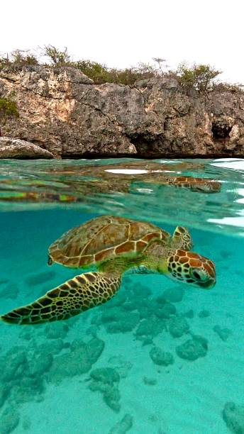 istock Sea turtle surfacing to breathe 2194767086