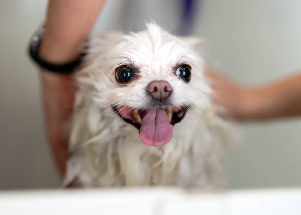 dog hair wash
