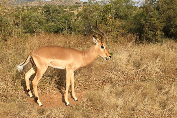 istock Schwarzfersenantilope / Impala / Aepyceros melampus 2194767502