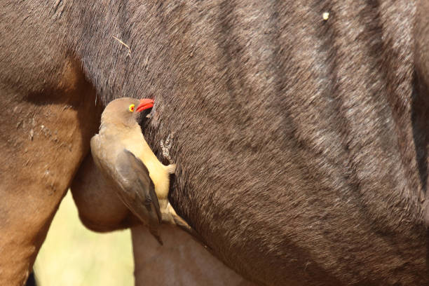 Un buffle fermant ses yeux à cause d’un oiseau piqueboeuf sur la tête, en train de mangeant des parasites, dans le parc royal de Hlane, en Eswatini