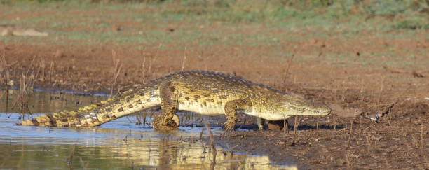 istock Nilkrokodil / Nile crocodile / Crocodylus niloticus 2194769815