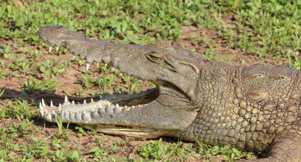 istock Nilkrokodil / Nile crocodile / Crocodylus niloticus 2194770002