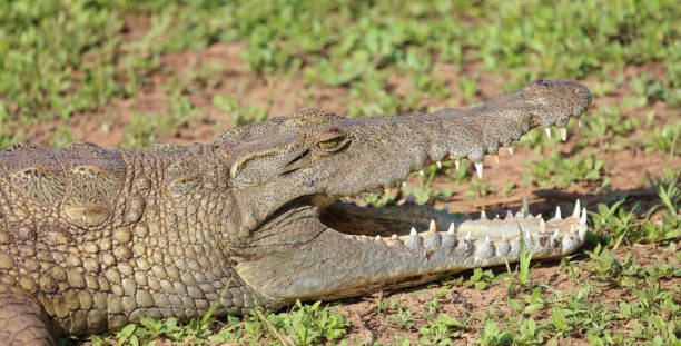 istock Nilkrokodil / Nile crocodile / Crocodylus niloticus 2194770040