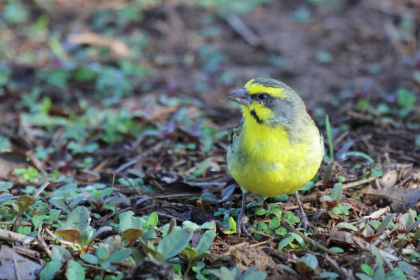 Yellow bird canary  (Canário-rasteiro)