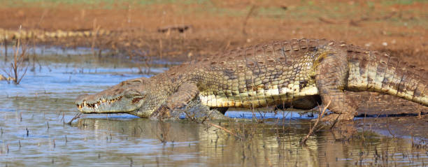 istock Nilkrokodil / Nile crocodile / Crocodylus niloticus 2194770217