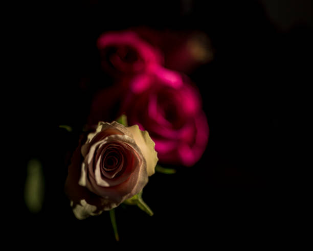 Closeup view of pink rose on black background.