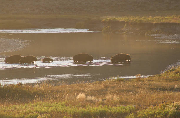 Bison Crossing Slough Creek Yellowstone National Park