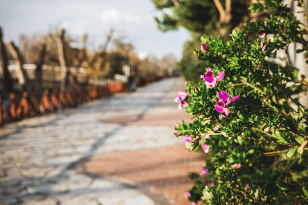 Scenic pathway with vibrant purple flowers on a sunny day.