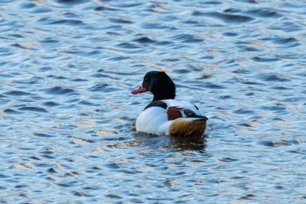 istock Common Shelduck (Tadorna tadorna), commonly found in coastal wetlands, Turvey Nature Reserve, Dublin. 2194775376