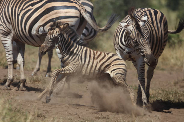 istock Steppenzebra / Burchell's zebra / Equus quagga burchellii 2194775419