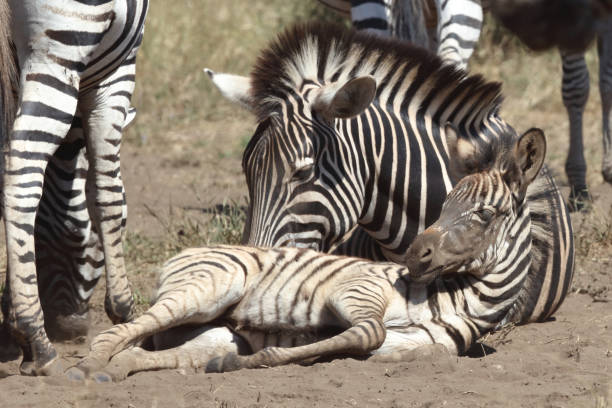 istock Steppenzebra / Burchell's zebra / Equus quagga burchellii 2194775467