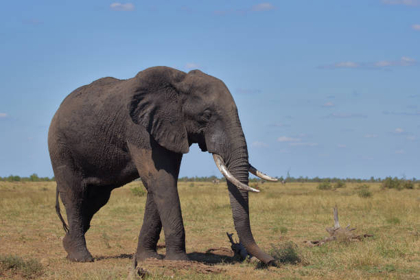 istock Afrikanischer Elefant / African elephant / Loxodonta africana 2194775566